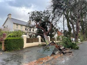 A fallen tree has uprooted the road around its base and fallen into the hedge of a house nearby