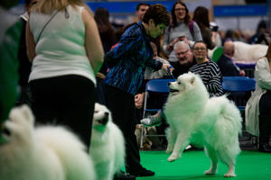 A Samoyed on show at the Birmingham National Exhibition Centre (NEC) during the third day of the Crufts Dog Show. PA Photo. Issue date: Saturday March 7, 2020. See PA story ANIMALS Crufts. Photo credit should read: Jacob King/PA Wire.