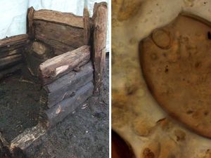 Supporting image for story: Medieval latrines shed light on gut health of 15th-century Europeans