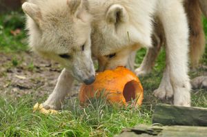 The pumpkins didn't stand much of a chance when faced with Hoo Zoo and Dinosaur World's wolves.