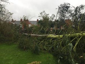 Supporting image for story: 40ft tree falls across three gardens in Wolverhampton