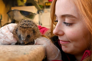 LAST COPYRIGHT MNA MEDIA TIM THURSFIELD 29/12/21.Becky Lewis, wildlife care assistant at Cuan Wildlife Rescue Centre, Much Wenlock, with one of the European hedgehogs which are ready to be released back into the wild after a lengthy period of recuperation...
