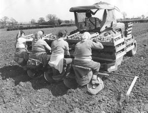 April 29, 1966: 'Performing the 'service' potato planting on a farm at Bicton.'