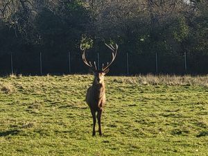 Supporting image for story: Irish police issue appeal following decapitation of stag in Co Dublin