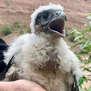 Peregrine Falcon chicks have left their nests. Photo: Staffordshire Police