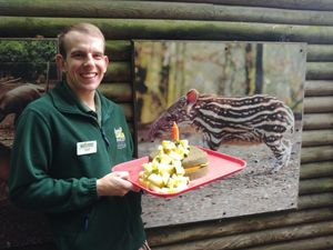 Supporting image for story: Carrot cake treat as Dudley Zoo staff mark tapir Luna’s first birthday