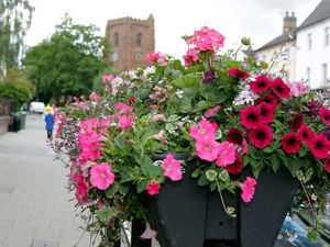 Supporting image for story: Newport in Bloom appeal for donations after cost of watering flowers rockets