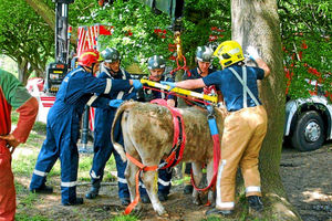 Supporting image for story: Well here's one that needed remooving