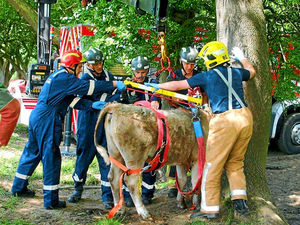 Supporting image for story: Well here's one that needed remooving