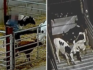 Supporting image for story: WATCH: Undercover footage shows calves kicked, punched and 'deprived of water' in Shropshire