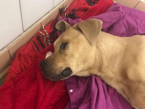 Supporting image for story: Emaciated dog dumped in Wolverhampton found unable to walk and covered in urine 