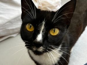 Supporting image for story: The search is on to find unwanted Rosie a home after 200 days in RSPCA care