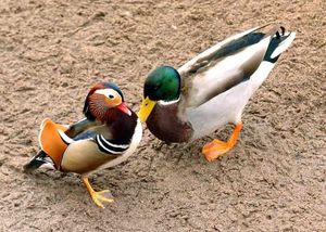 Supporting image for story: Rare duck has the birdwatchers twitching