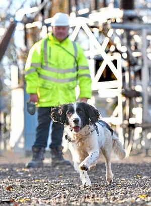 SPEN has been trialling the use of specially trained detection dog Jac, who is able to help identify faults on the power network deep underground. Photo: Scottish Power Energy Networks/PA Wire