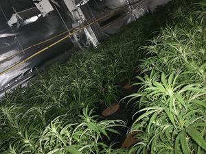 Supporting image for story: More than 200 cannabis plants discovered at Walsall property