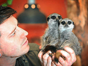 Supporting image for story: Scott sends stars animal crackers