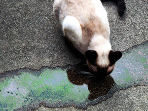 Supporting image for story: Antifreeze warning to cat owners after two pets die in Whitchurch