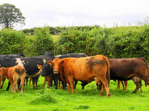 Supporting image for story: Farming Talk: Rising costs are squeezing farm margins