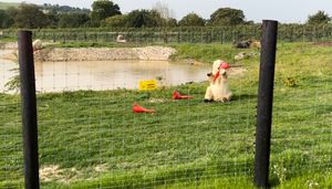 One of the polar bears playing with a traffic cone.