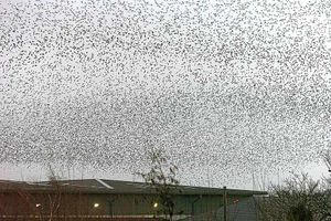 Supporting image for story: Messy downside of the starlings' flight fantastic