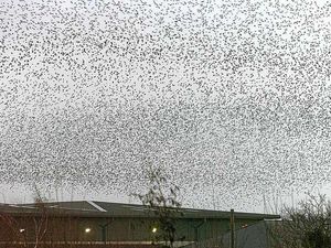 Supporting image for story: Messy downside of the starlings' flight fantastic