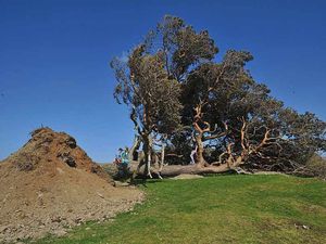 Supporting image for story: Mid Wales' beloved tree declared dead  – but hope grows for lasting legacy