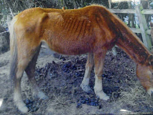 Supporting image for story: Owner faces jail after horses left to starve