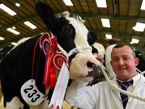 Supporting image for story: WATCH: Udder-ly brilliant year for Staffordshire County Show