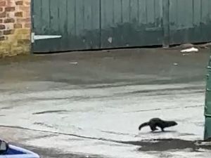 Supporting image for story: Watch: Large black creature scuttles through Shrewsbury car park