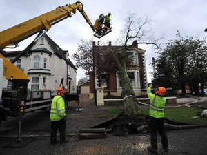 Supporting image for story: Chaos as high winds uproot trees across Staffordshire
