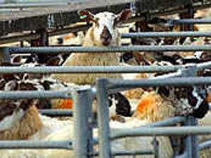 Supporting image for story: Livestock market in top five