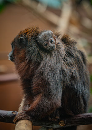 'No bigger than a golf ball'. Pic: Chester Zoo