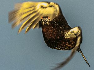 Supporting image for story: No grousing about weather here! Photographer captures action shot of grouse over the Long Mynd