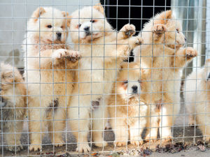 Supporting image for story: Puppy buyers falling victim to ‘dogfishing’ smugglers 