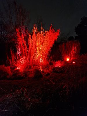 Tipping Point art installation at Botanical Gardens, part of Birmingham Light Festival