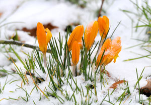 Crocuses push their way through the snow