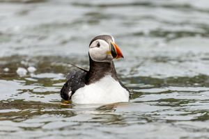 Oona the puffin being released back into the wild. 