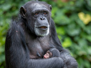 Supporting image for story: Mother’s love for new Chester Zoo arrival