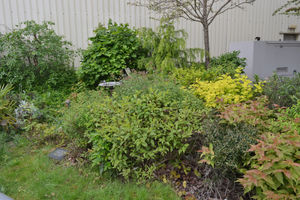 The garden at Halesfield is disappearing under shrubbery and undergrowth.