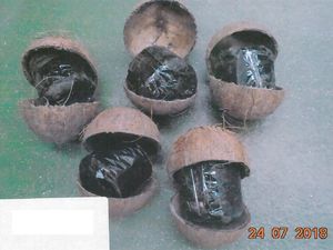Supporting image for story: Drug smuggler who hid £650k worth of cannabis in coconuts locked up