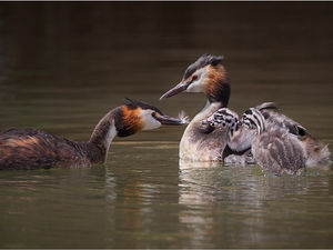 Supporting image for story: See the latest stunning images captured by Newport Photographic Club