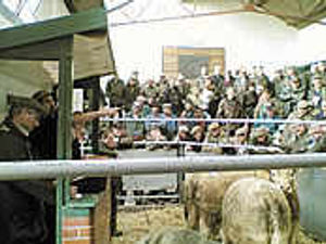 Supporting image for story: Brisk trade at stock sale