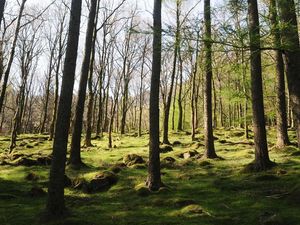 Supporting image for story: Tree planting in England falls well below Government target