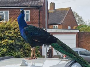 Supporting image for story: Escaped peacock named Pete spotted roaming Lichfield streets