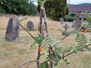 Supporting image for story: Police appeal after vandals snapped Shropshire tree planted for Jubilee