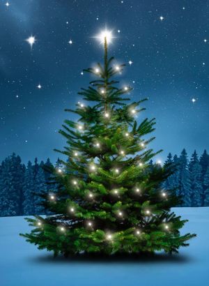 Supporting image for story: Shrewsbury's popular Tree of Light hits £4,300 mark