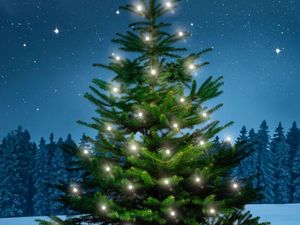 Supporting image for story: Shrewsbury's popular Tree of Light hits £4,300 mark