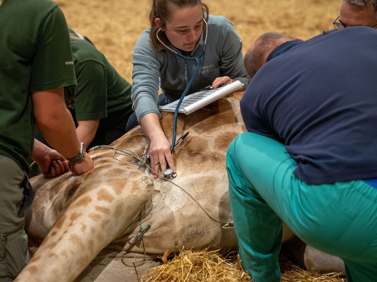 Safari park successfully operates on 500kg giraffe in high-risk procedure