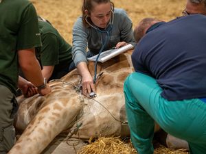 Supporting image for story: Safari park successfully operates on 500kg giraffe in high-risk procedure