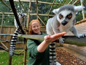 Supporting image for story: Plenty of half-term fun on offer for families in Shropshire despite Covid-19 changes